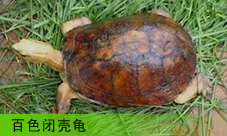  ɫտǹ